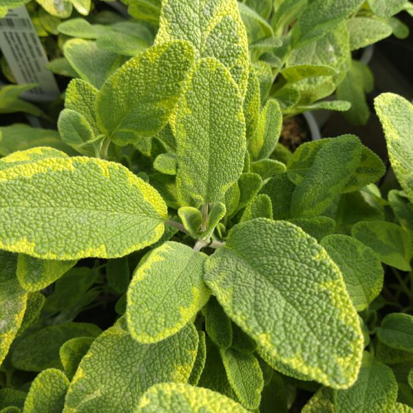 Salvia officinalis ‘Icterina’ (Gylden Salvie)