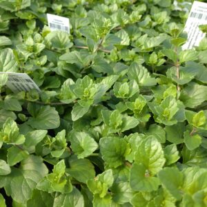 Satureja douglasii ‘Indian Mint’ (Indian Mint)