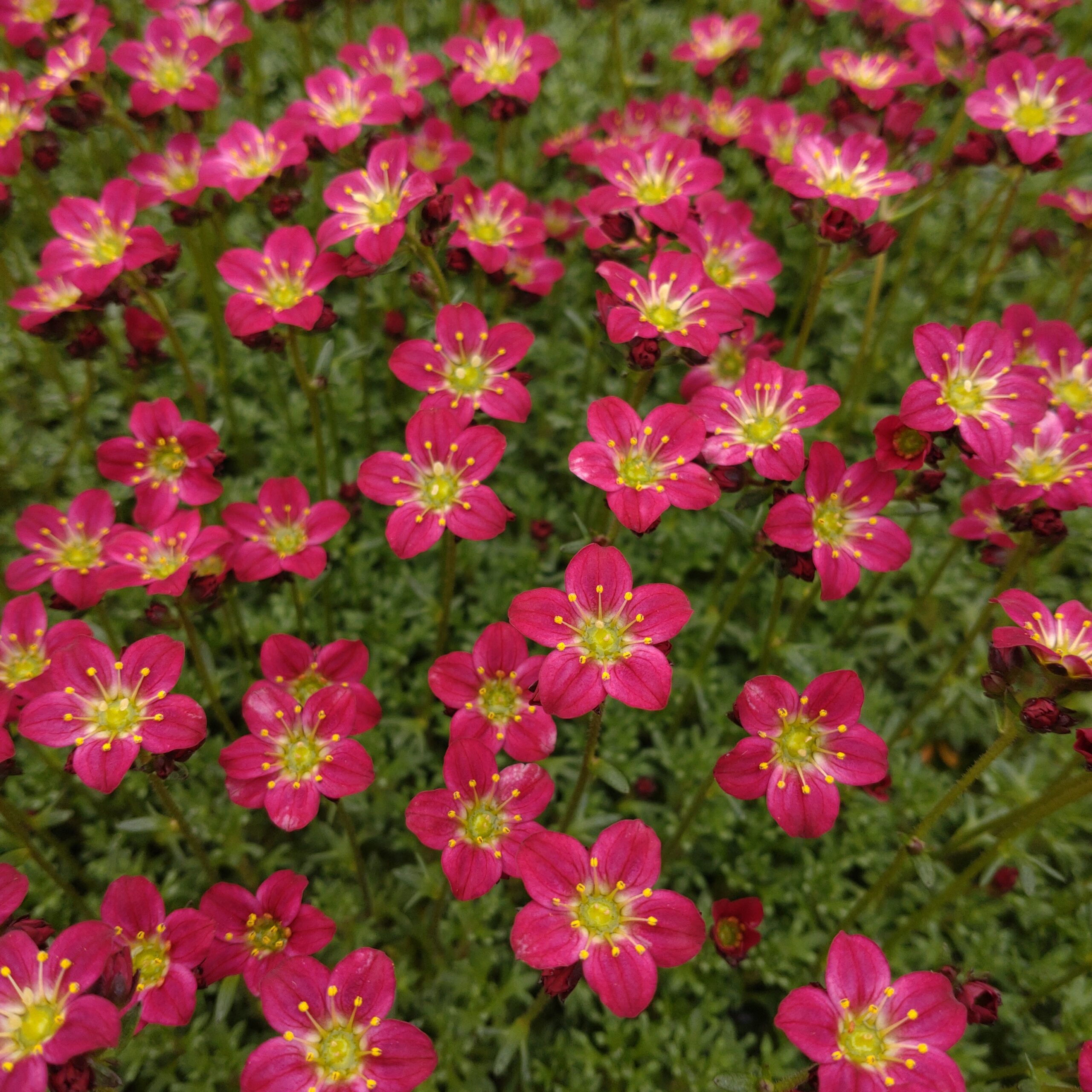 Saxifraga x ardensii (Stenbræk)