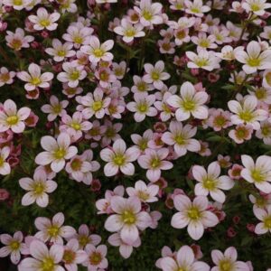 Saxifraga x ardensii (Stenbræk)