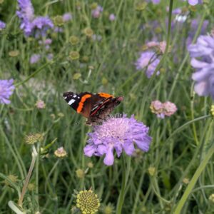Scabiosa columbaria 'Butterfly Blue' (Enkeblomst)