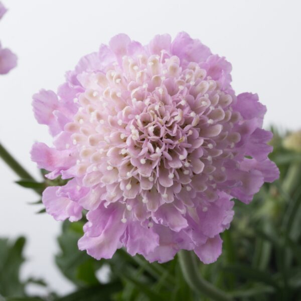 Scabiosa columbaria ‘Pink Mist’ (Enkeblomst)
