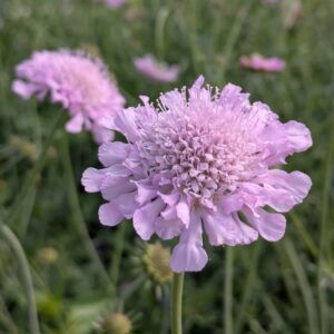 Scabiosa columbaria 'Pink Mist' (Enkeblomst)