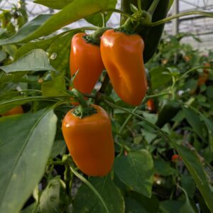 Snackpeber 'Snacking Orange'