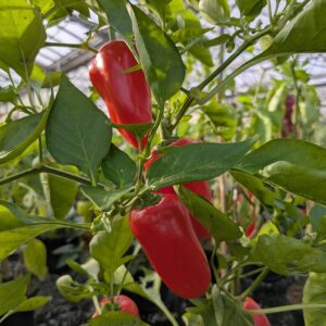 Snackpeber 'Snacking Red'