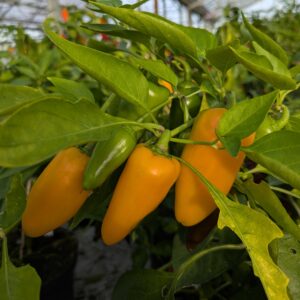 Snackpeber 'Snacking Yellow'