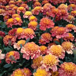 Tagetes x patula 'Strawberry Blonde' (Tagetes)