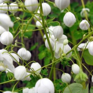 Thalictrum ‘Splendie White’ (Violfrøstjerne)