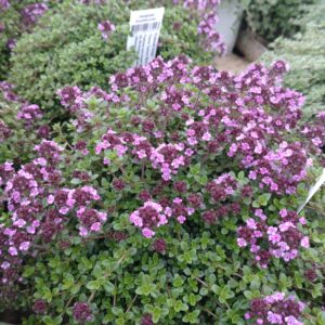 Thymus 'Caborn Wine And Roses' (Prydtimian)