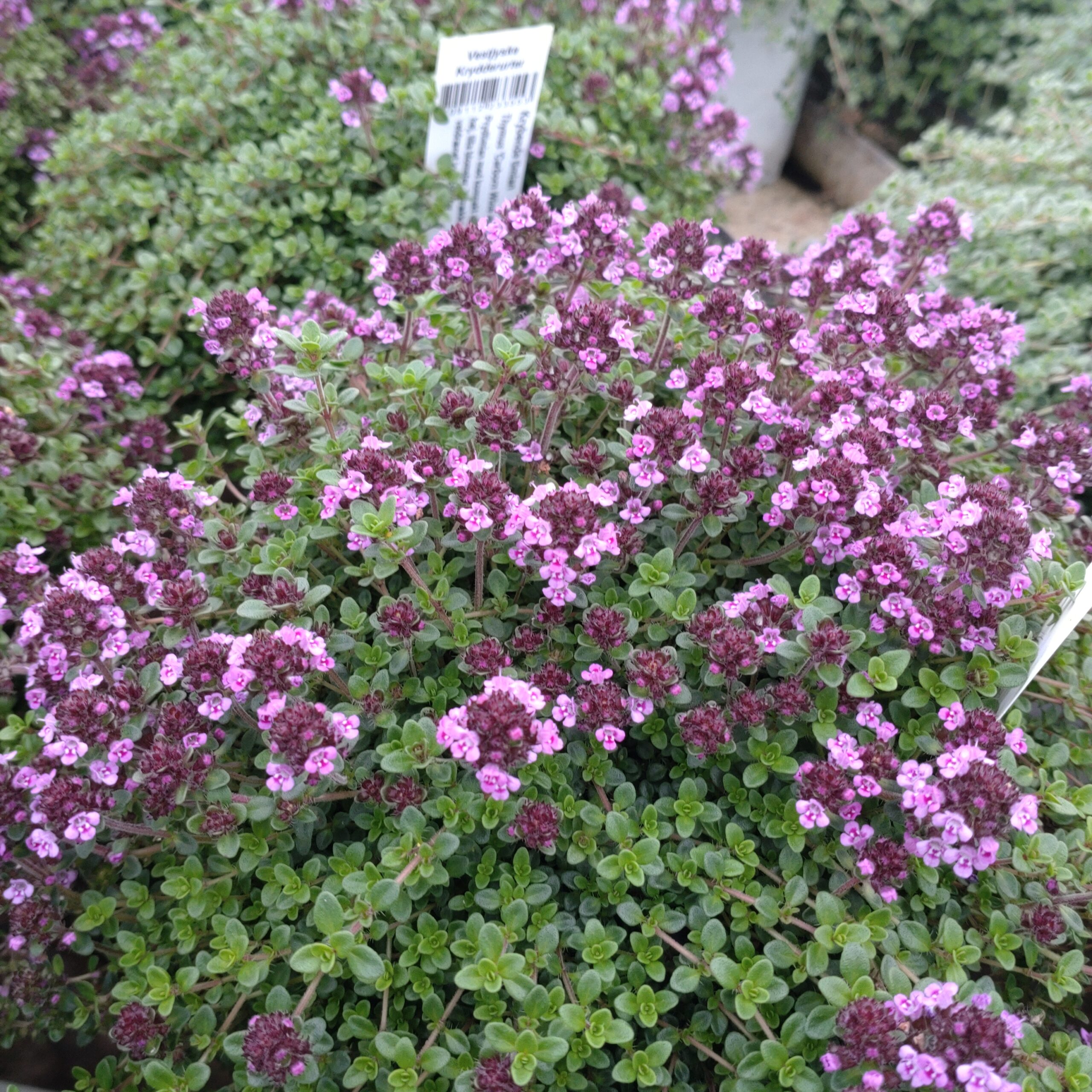 Thymus 'Caborn Wine And Roses' (Prydtimian)