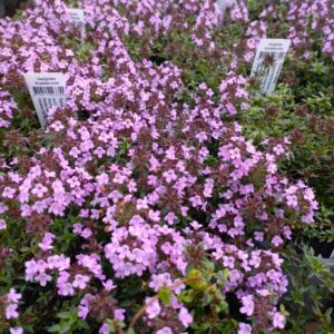 Thymus Herba Barona (Kommen-Timian)