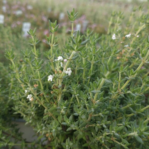 Thymus citriodorus 'Fragrantissimus Orange' (Appelsin-Timian)