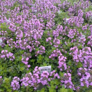 Thymus citriodorus 'Prostrate' (Citrontimian)