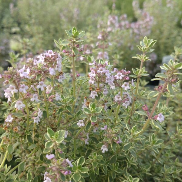 Thymus citriodorus 'Silver King' (Hvidrandet Citrontimian)