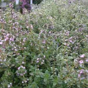 Thymus citriodorus 'Silver Queen' (Hvidrandet Citrontimian)