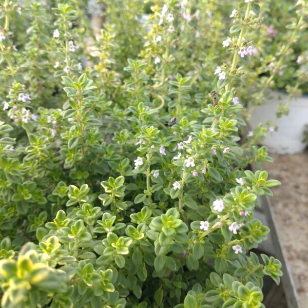 Thymus citriodorus 'Variegated' (Gylden Citrontimian)