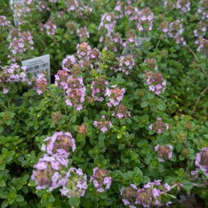 Thymus citrodorus 'Doone Valley' (Gulbroget Citrontimian)