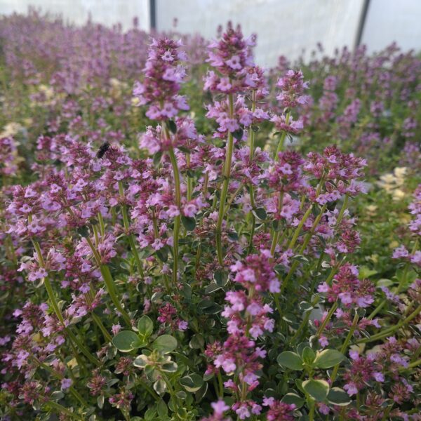 Thymus pulegioides 'Foxley' (Bredbladet Timian)