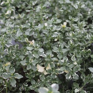 Thymus pulegioides ‘Foxley’ (Bredbladet Timian)