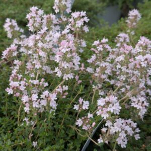 Thymus serpyllum 'Pink Chintz' (Smalbladet timian)