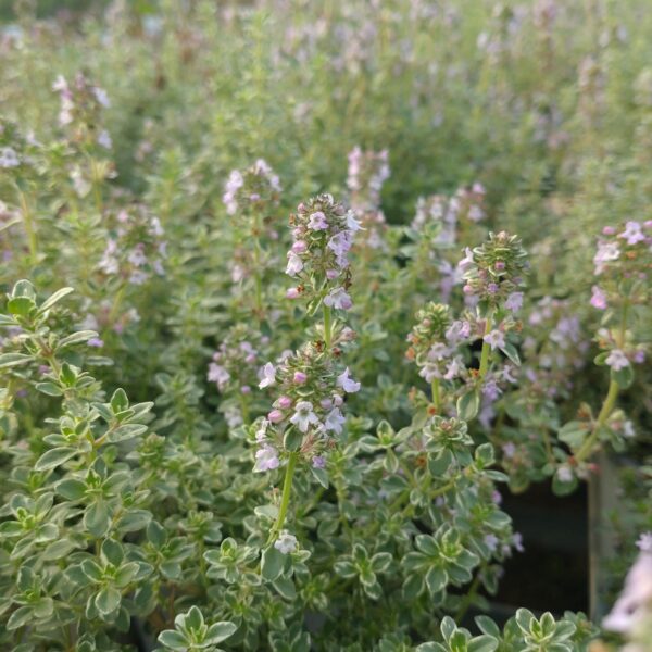 Thymus ssp 'Sparkling Bright' (Prydtimian)