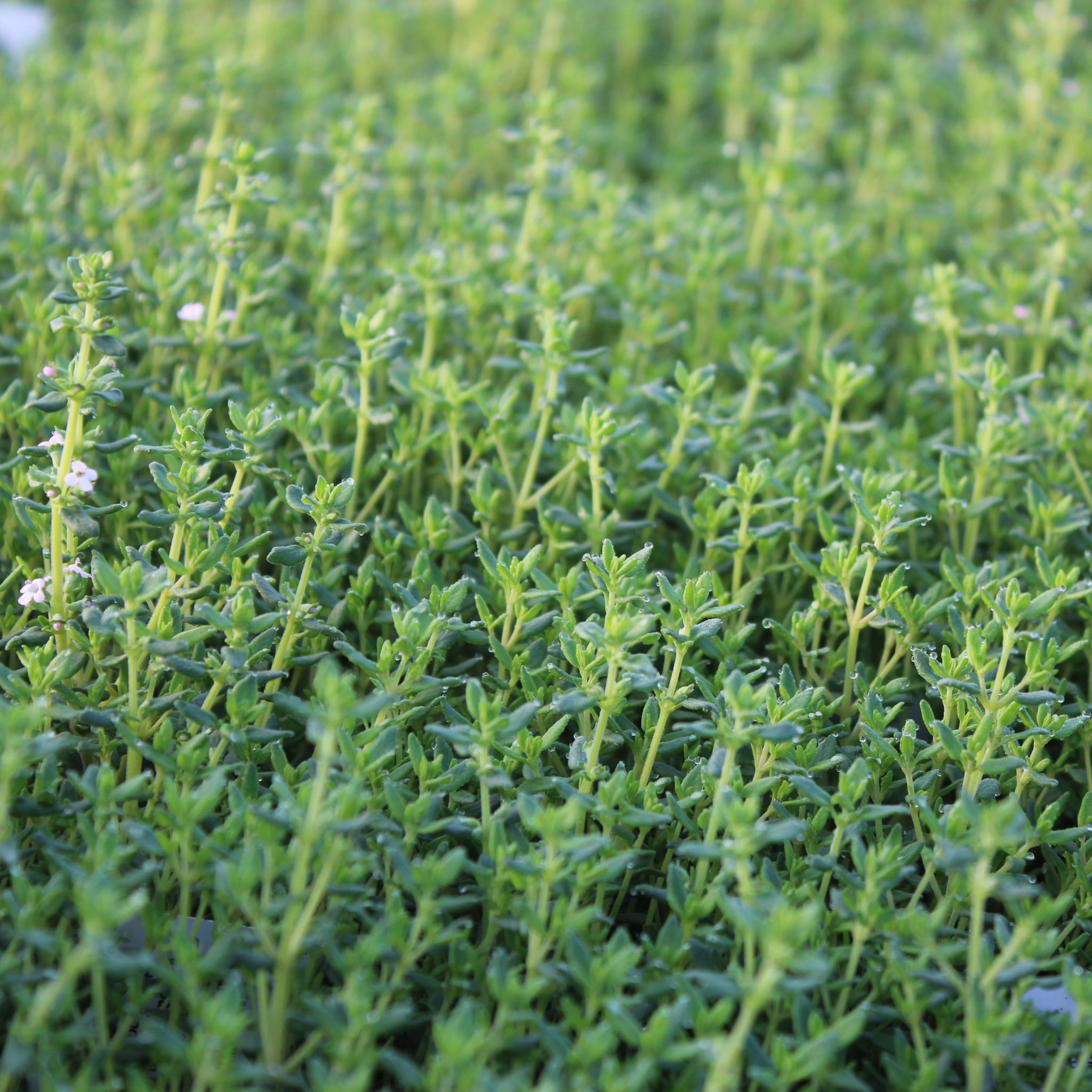 Thymus vulgaris (Kompakt Timian) Lundagers Gartneri