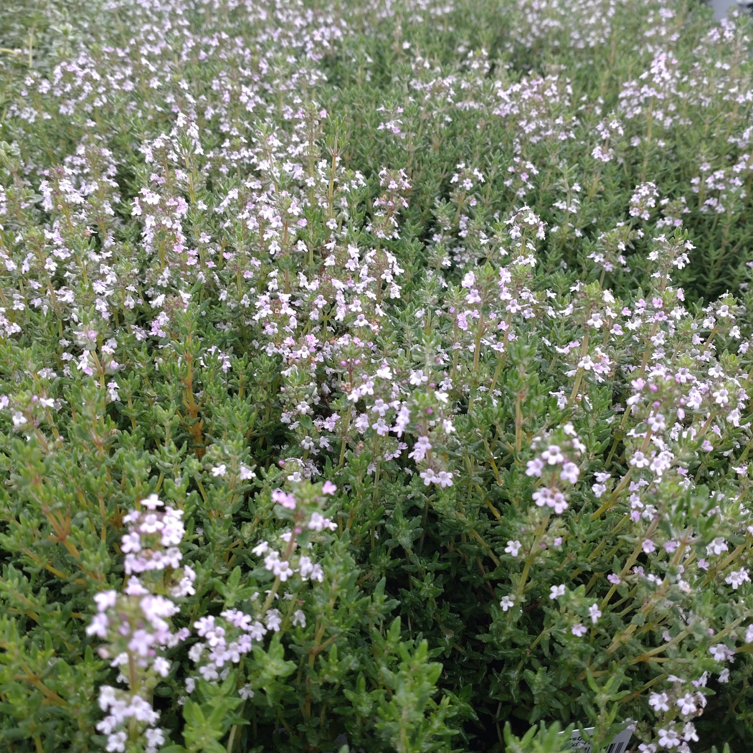 Thymus vulgaris 'Compactus' (Kompakt Timian)