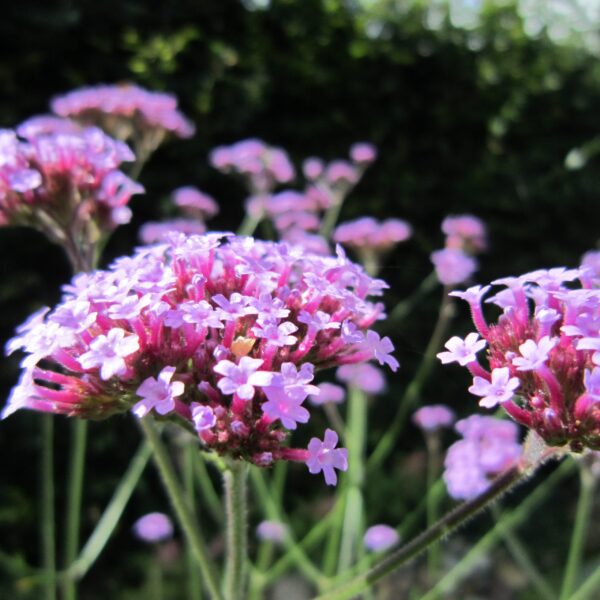 Verbena bonariensis (Kæmpe Verbena)