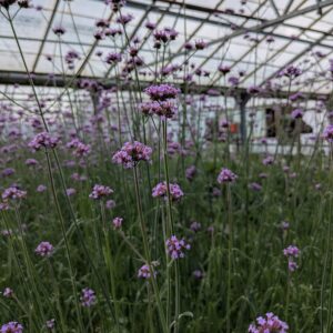 Verbena bonariensis (Kæmpe Verbena)
