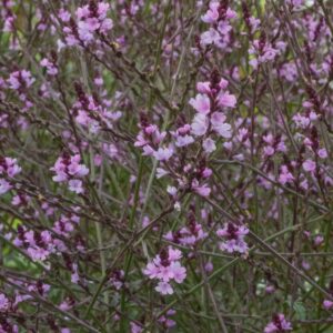 Verbena officinalis ‘Bampton’ (Lægeverbena)