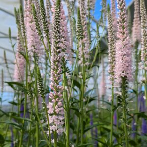 Veronica longifolia 'First Choice' (Langbladet ærenpris)