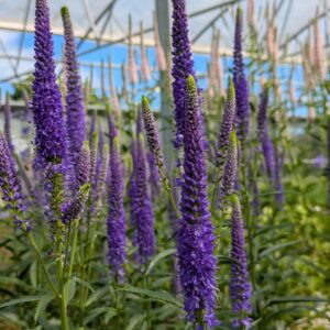 Veronica longifolia 'First Glory' (Langbladet ærenpris)