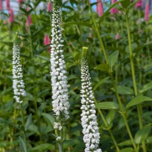 Veronica longifolia 'First Lady' (Langbladet ærenpris)