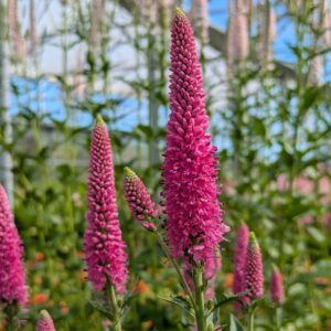 Veronica longifolia 'First Love' (Langbladet ærenpris)