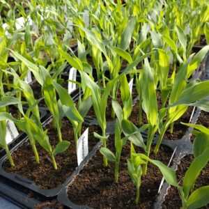 Zea mays var saccharata (Sukkermajs planter)