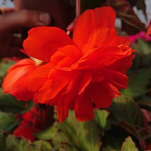 Begonia tuberhybrida ‘Belina’ (Hænge Begonie)