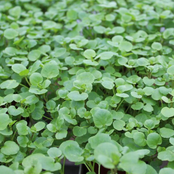 Nasturtium officinalis (Brøndkarse)