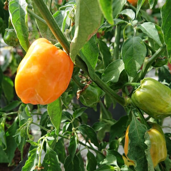Chilipeber 'Habanero orange'