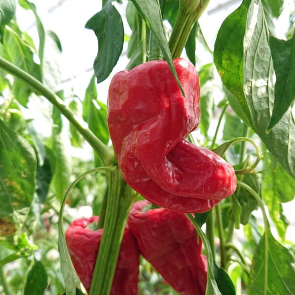 Chilipeber 'Pimientos de Padron'