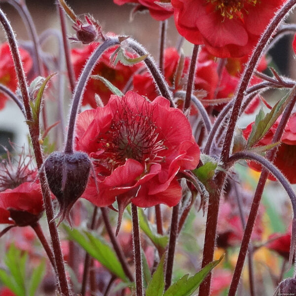 Geum rivale 'Flame of Passion' (Nellikerod)