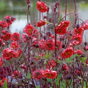 Geum rivale 'Flame of Passion' (Nellikerod)