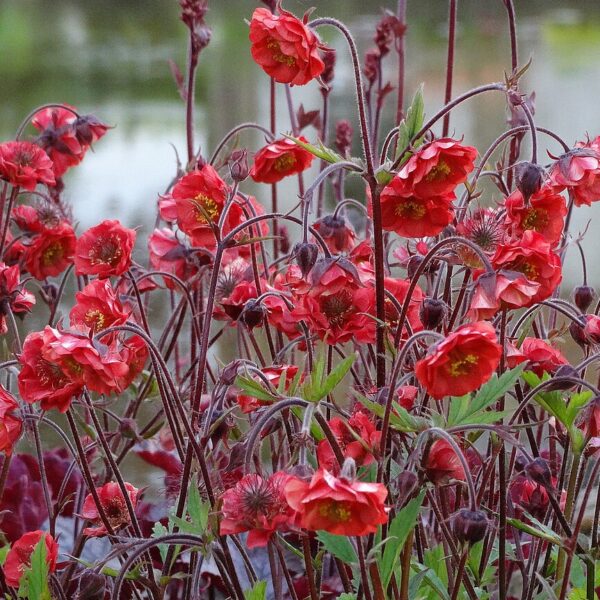 Geum rivale 'Flame of Passion' (Nellikerod)