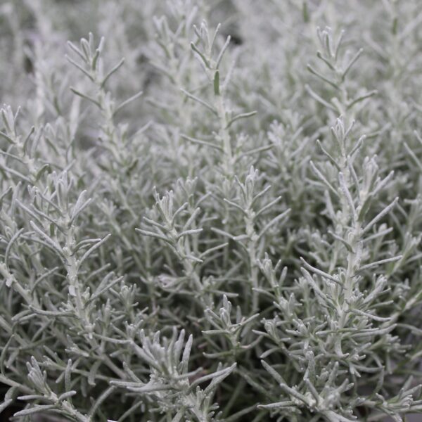Helichrysum angustifolia ‘Dwarf’ (Karryplante)