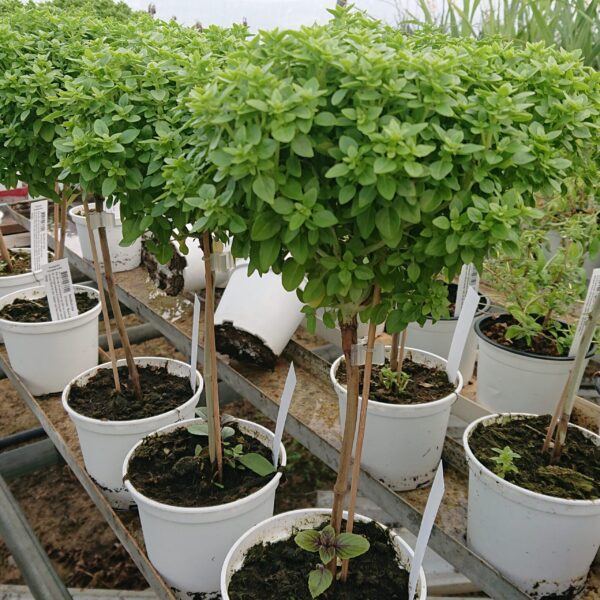 Ocimum ‘Basil Tree’ (Basilikumstræ)