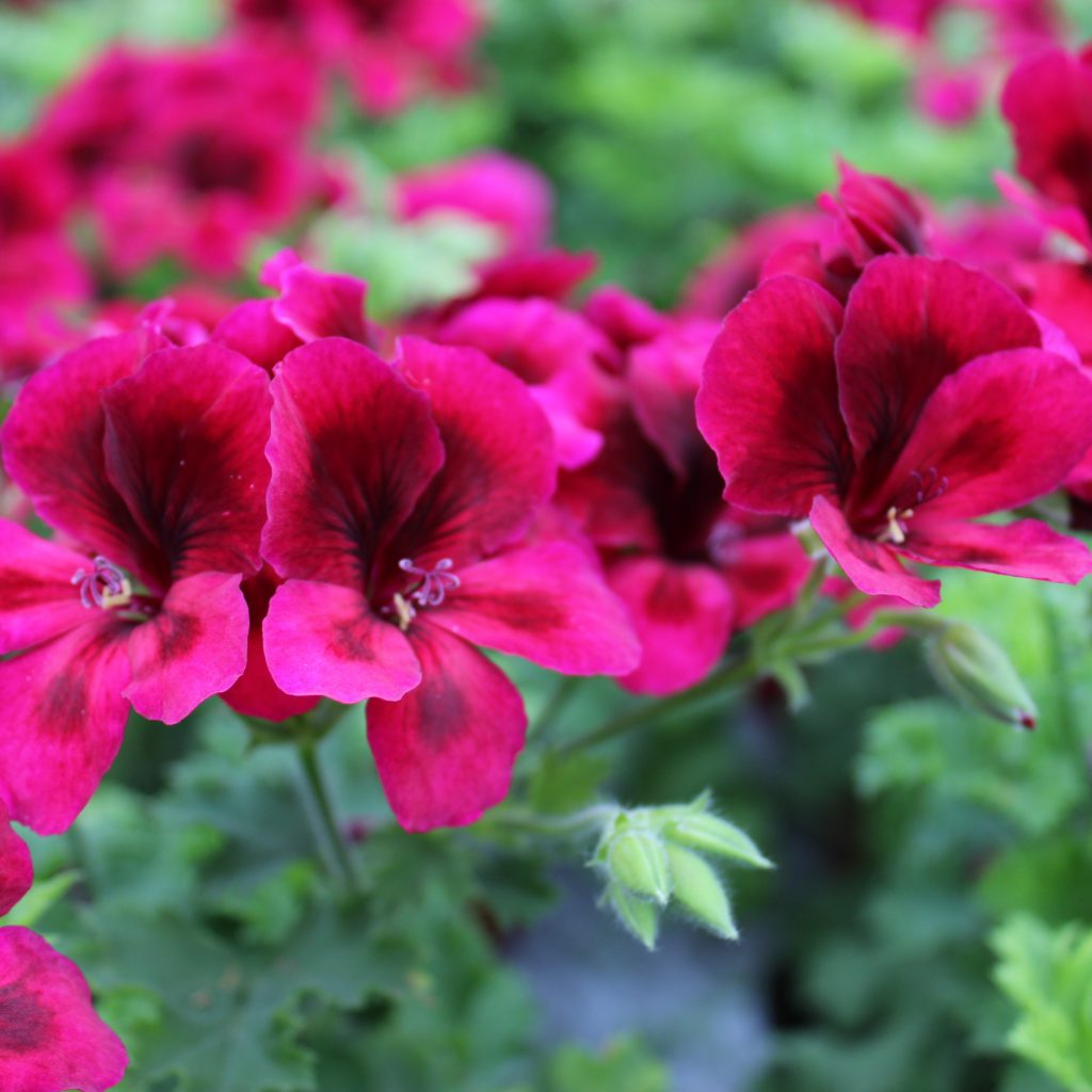 Pelargonium x grandiflorum (Engelsk Pelargonie) Lundagers Gartneri