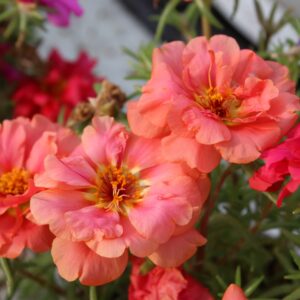 Portulaca grandiflora (Portulak)