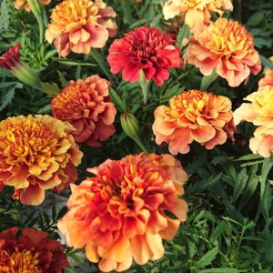 Tagetes x patula 'Strawberry Blonde' Tagetes