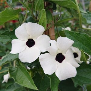 Tunbergia alata (Susanne med det sorte øje)