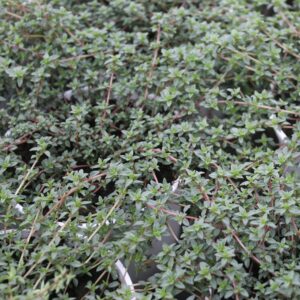 Thymus Herba Barona (Kommen-Timian)