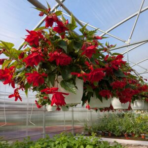 Begonia tuberhybrida Illumination (Hænge Knoldbegonie) (Ampel)